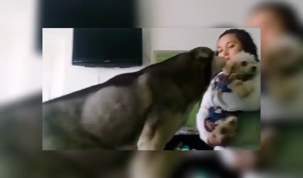 Desliza las imágenes para conocer la emotiva reacción de un perro para ‘pedir’ perdón a su dueña. Foto: Captura.
