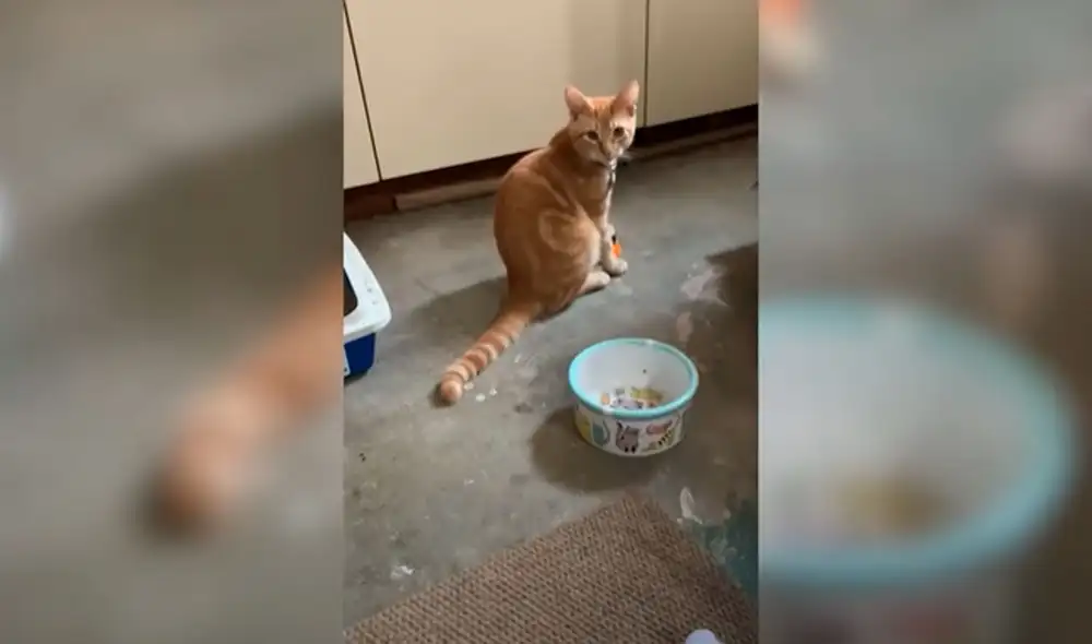 Desliza las imágenes para apreciar las habilidades de un gato al ‘hablar’ con sus dueños con ayuda de un aparato. Fotos: captura de YouTube