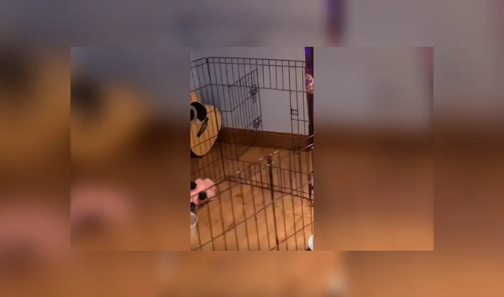 Desliza las imágenes para observar la inesperada reacción de un perro para llamar la atención de su dueña.