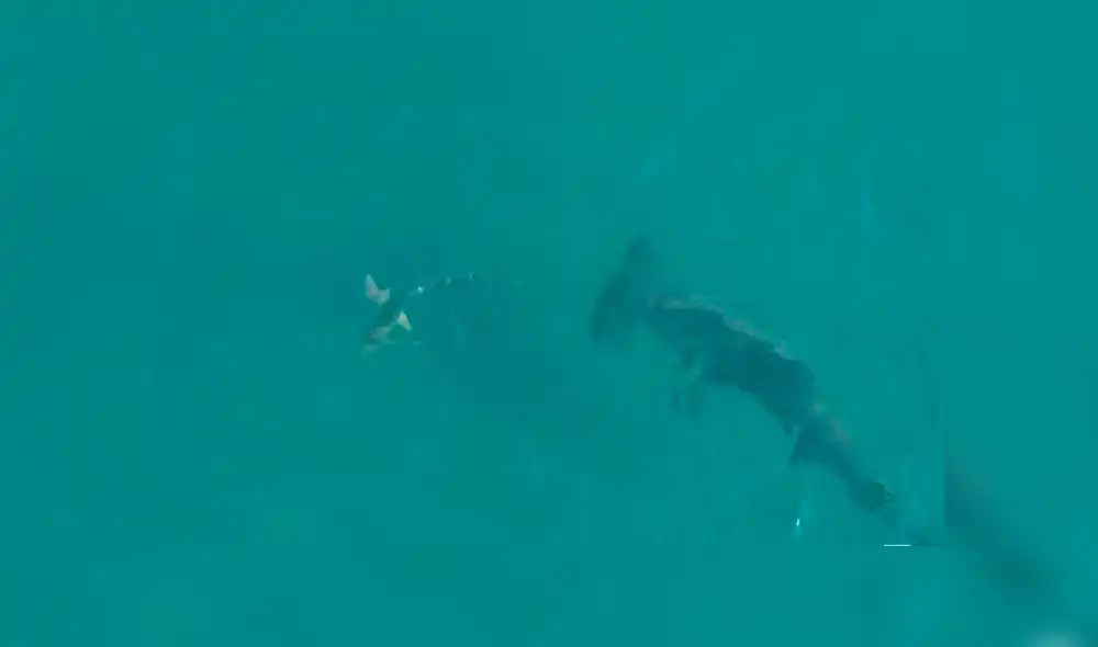 El tiburón martillo se enfrentó a un tiburón de puntas negras en las costas de Florida, Estados Unidos. Foto: BlacktipH