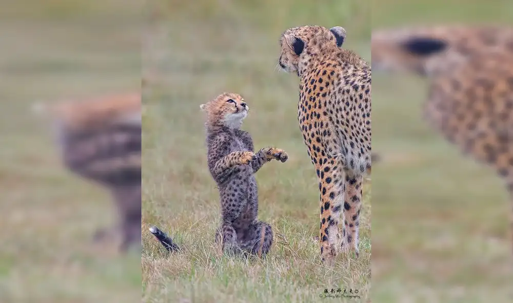 Desliza las imágenes hacia la izquierda para conocer el trabajo de un fotógrafo al registrar la vida de animales salvajes. Fotos: Jeffery Wu. Desliza las imágenes hacia la izquierda para conocer el trabajo de un fotógrafo al registrar la vida de animales salvajes. Fotos: Jeffery Wu.