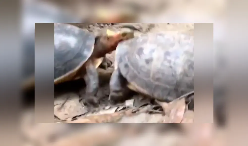 Un hombre grabó en un video viral de YouTube el instante en que una tortuga molestó a su compañero para que se peleen a muerte, pero fue totalmente ignorado. Un hombre grabó en un video viral de YouTube el instante en que una tortuga molestó a su compañero para que se peleen a muerte, pero fue totalmente ignorado.