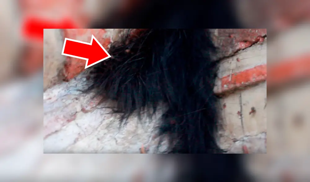 YouTube viral: Encuentra extraña bola de pelos, pero queda perplejo al ver cientos de peligrosas criaturas [VIDEO] 