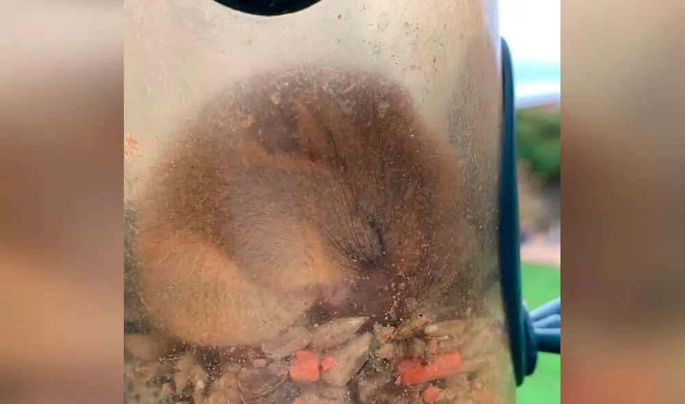 Desliza las imágenes para ver al lirón dentro del comedero de pájaros tras entrar para robar un poco de alimento. Foto: Facebook