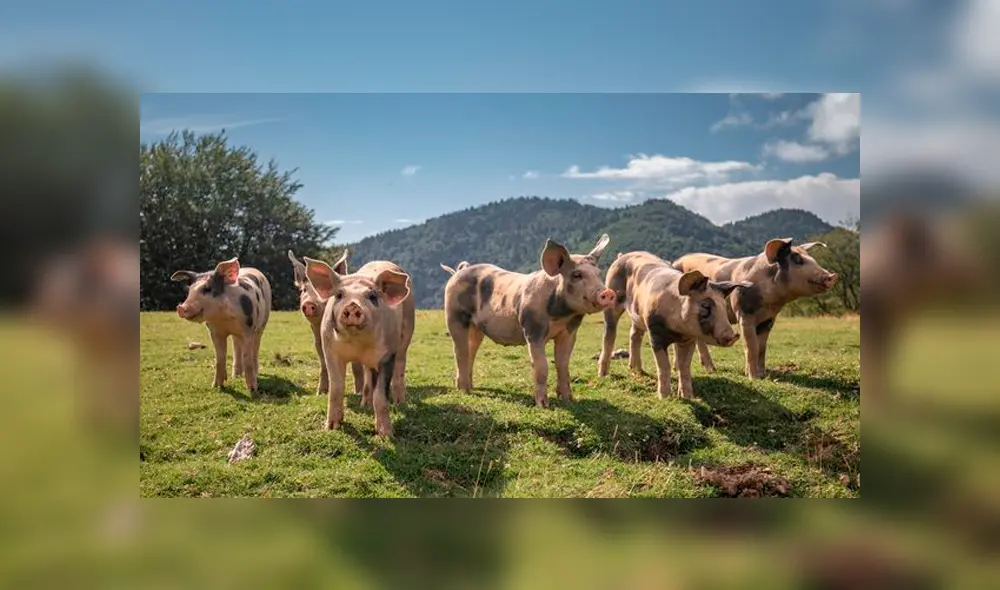 La víctima vivía con más de una docena de puercos.