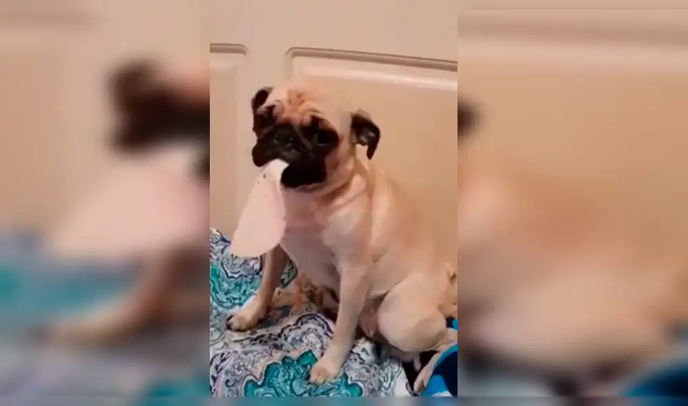 Vía Facebook: Perro se pone a llorar, porque su amo le regaña por glotón [VIDEO]