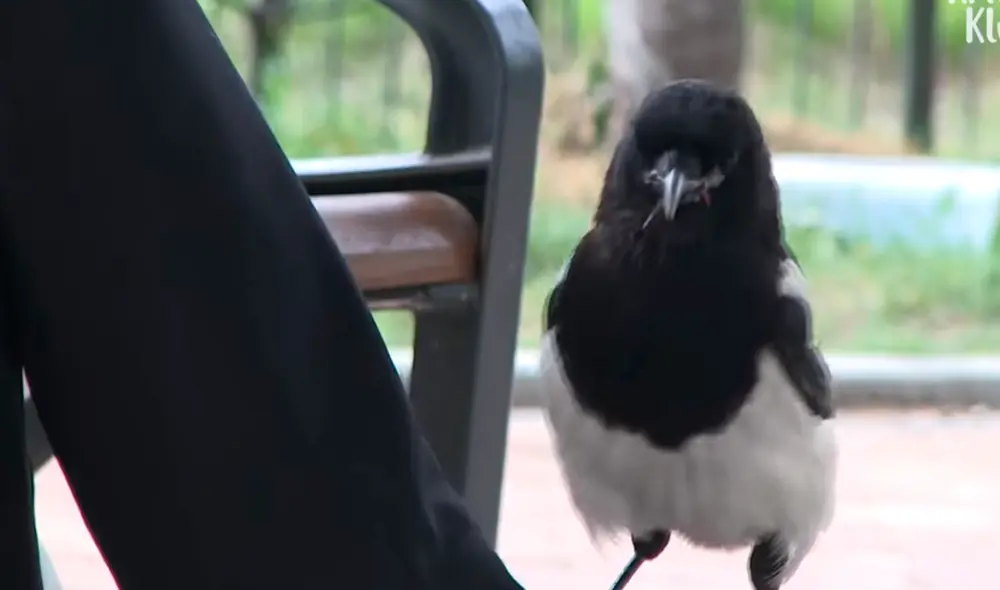 YouTube - animales  - viral