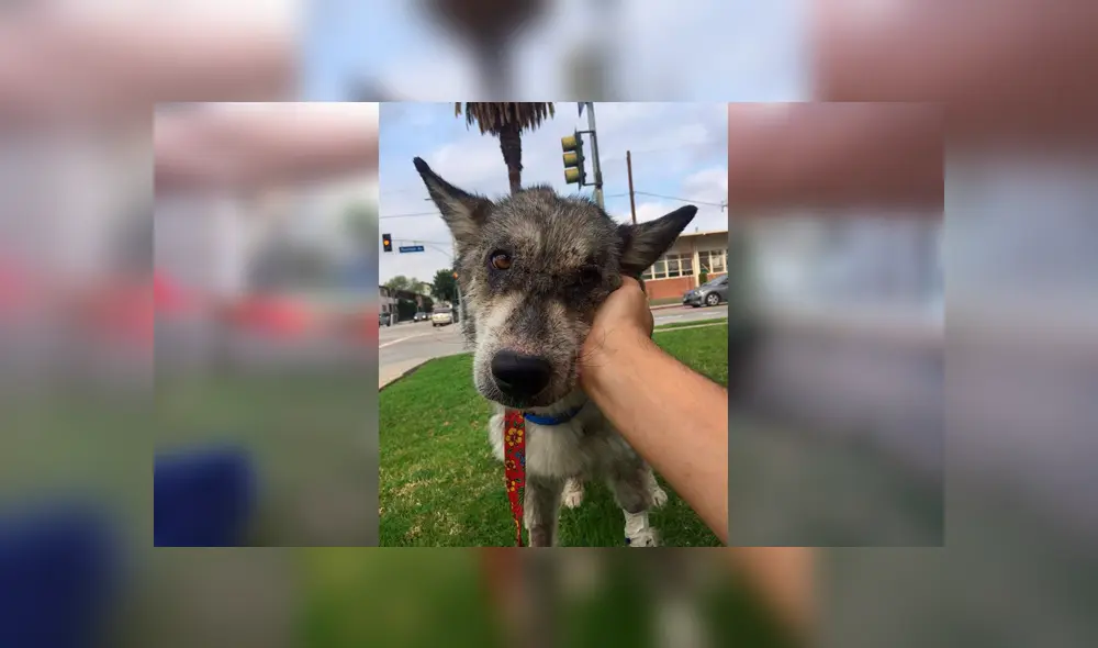 Desliza para ver las fotos de este perro que enamoró a todos en Facebook. Foto: Captura. Desliza para ver las fotos de este perro que enamoró a todos en Facebook. Foto: Captura.