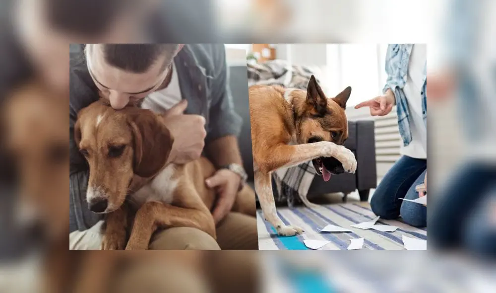 Los especialistas sugieren que no se debe castigar al perro ante una mala conducta sino atacar el problema. (Foto: composición Huffington Post / La Vanguardia)