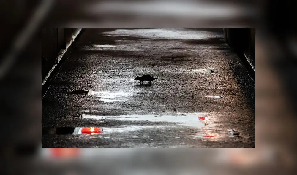 A rat is seen as Chow Kit wet market was disinfected during the Movement Control Order, limiting the activities of people in Malaysia as a preventive measure against the spread of the COVID-19 novel coronavirus, in Kuala Lumpur on March 25, 2020. (Photo by Mohd RASFAN / AFP)