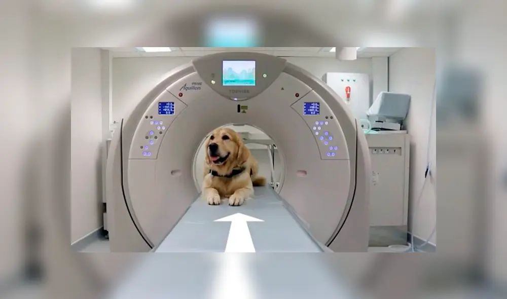 Los dorados canes modelan para la pruebas radiográficas. Foto: SCH Therapy Dogs/Facebook