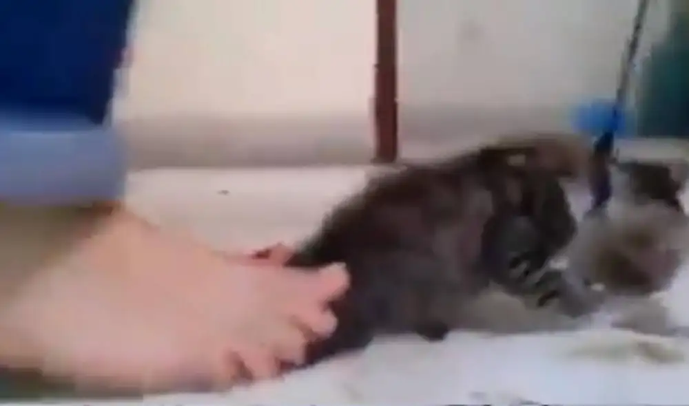 Jóvenes asesinaron a pequeño gato. Foto: Twitter Jóvenes asesinaron a pequeño gato. Foto: Twitter