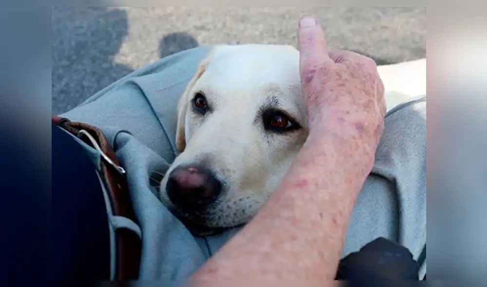 Estados Unidos: la conmovedora foto de Sully, el perro del expresidente George H.W. Bush [FOTOS]