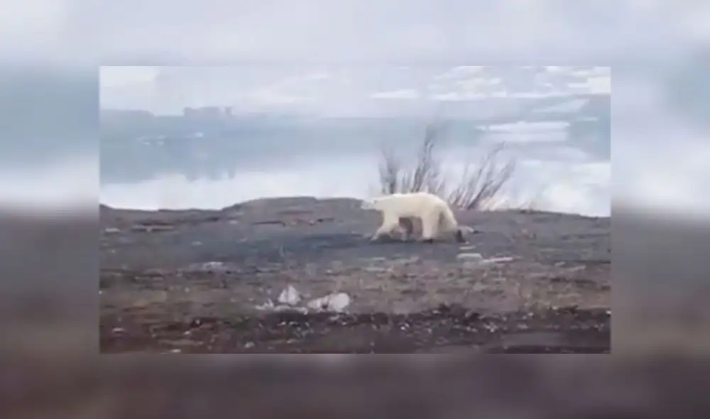 Hallan en Rusia un oso polar hambriento a 800 km de su hábitat natural
