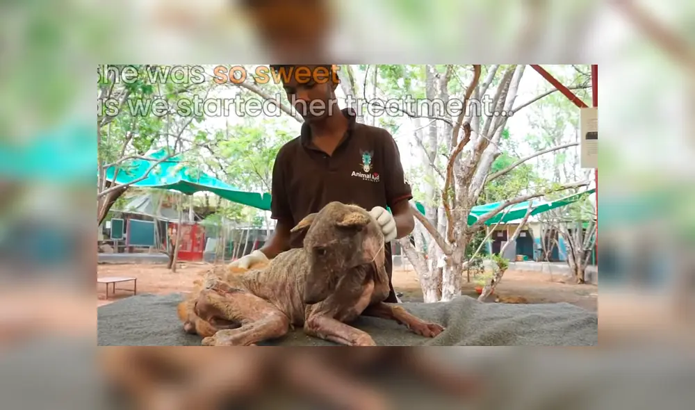 Un video viral de Facebook registró la radical evolución de un perro callejero que fue llevado a un veterinario.