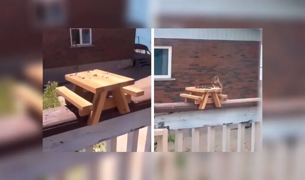 Desliza las imágenes para observar la ingeniosa ‘mesa de picnic’ que fabricó un hombre para los animales. Foto: Captura. Desliza las imágenes para observar la ingeniosa ‘mesa de picnic’ que fabricó un hombre para los animales. Foto: Captura.