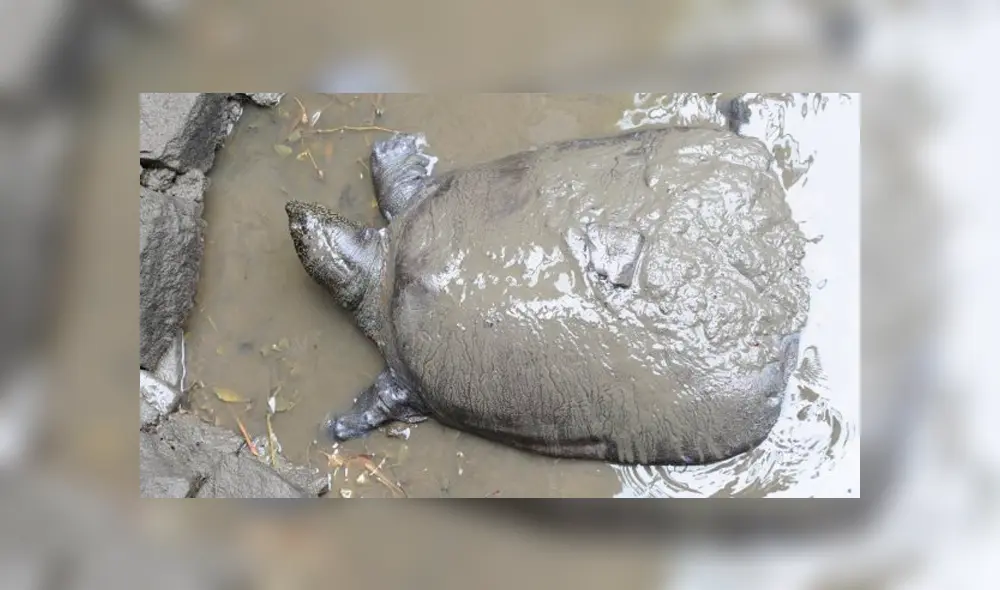 Muere la última hembra conocida de una especie de tortugas en peligro de extinción [FOTOS]