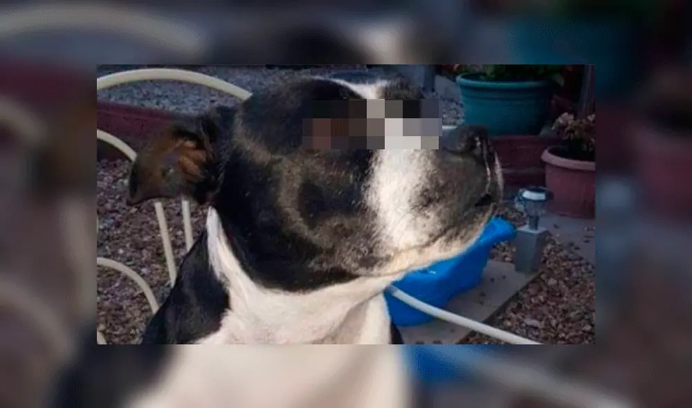 Las autoridades intentan dar con los responsables de la muerte de Hollie. Foto:  SWNS.