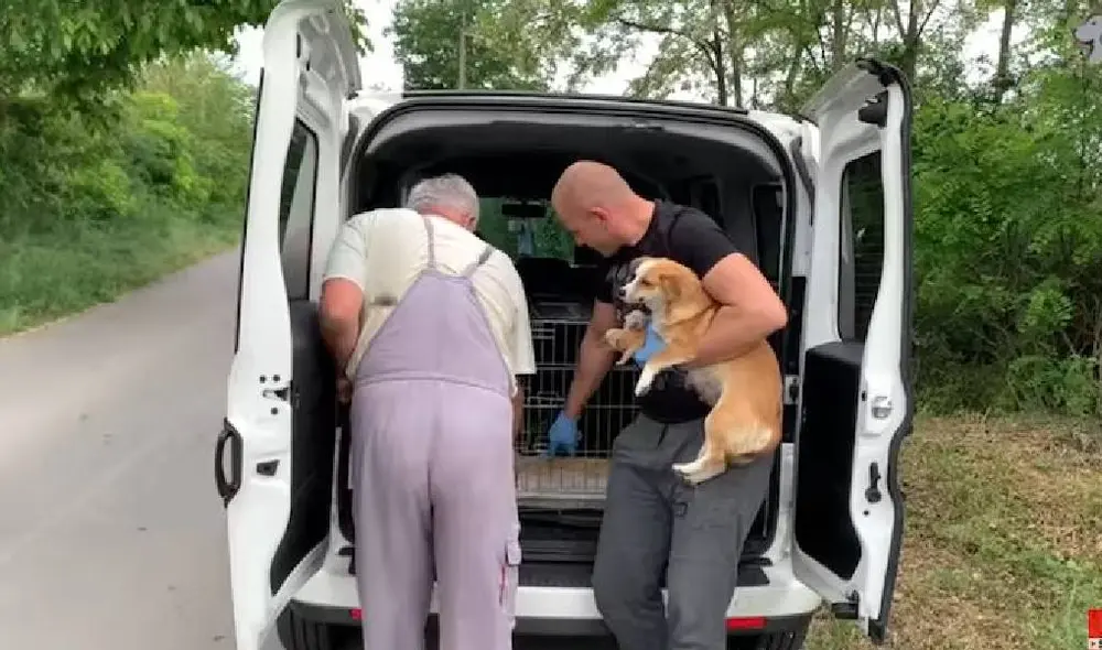 Desliza para ver la historia de Molly. Foto: Captura/YouTube/Dog Rescue Shelter Desliza para ver la historia de Molly. Foto: Captura/YouTube/Dog Rescue Shelter