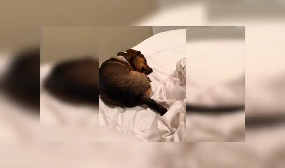En Facebook, un perro no paró de mover su cola cuando estaba descansando en la cama de su dueña.