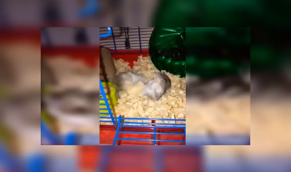 En Facebook, una chica descubrió a sus queridas mascotas protagonizando una curiosa escena durante su ausencia.