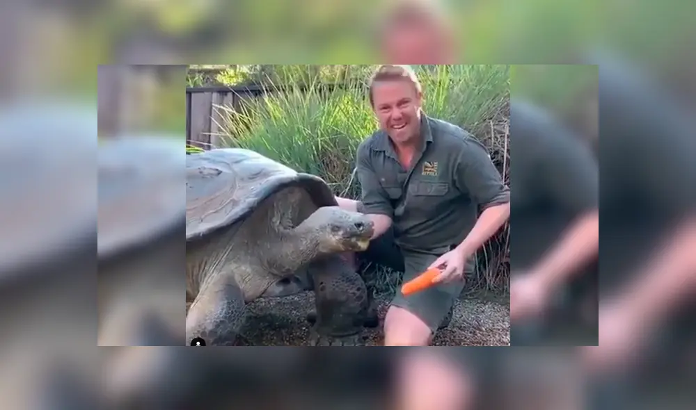 Turistas graban gigantesca tortuga junto a su cuidador.