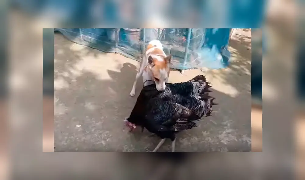 Video es viral en YouTube. Hombre grabó el curioso comportamiento que tuvo su perro cuando vio que dos de sus pavos estaban enfrascados en una feroz pelea