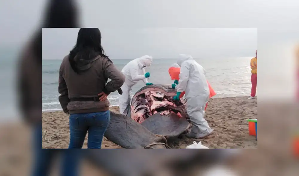 Muerte de cachalote Muerte de cachalote