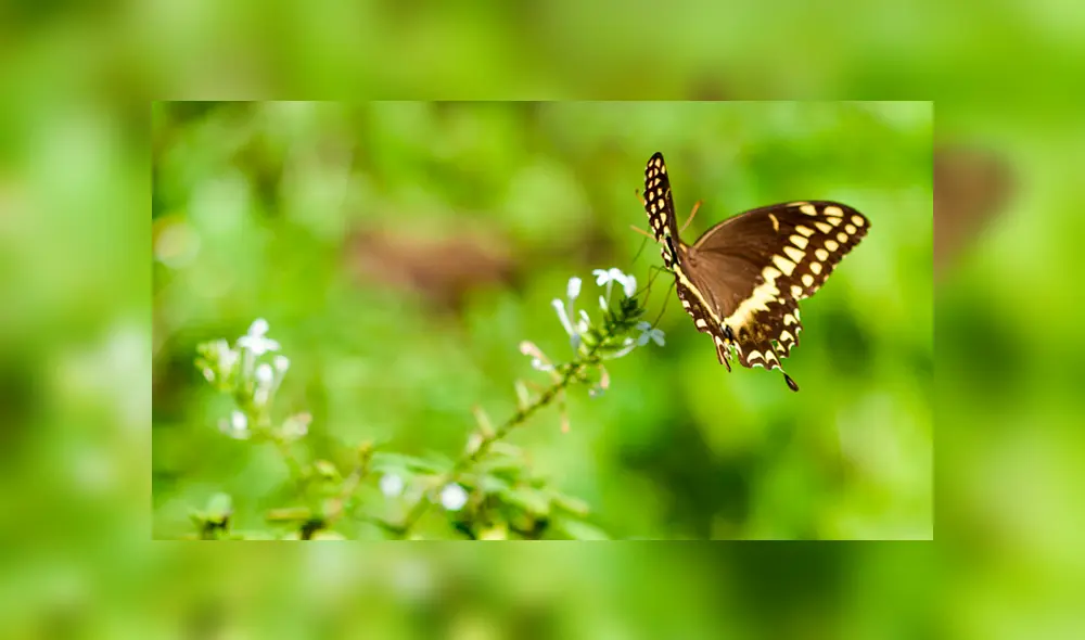 Google Maps: Creían que habían capturado un OVNI pero se llevaron terrible decepción [FOTOS] 