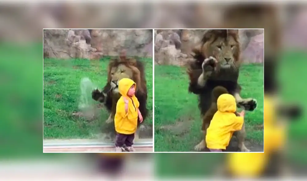 YouTube viral: niño quería fotografía junto a león en su recinto y así reacciona furioso depredador [VIDEO]