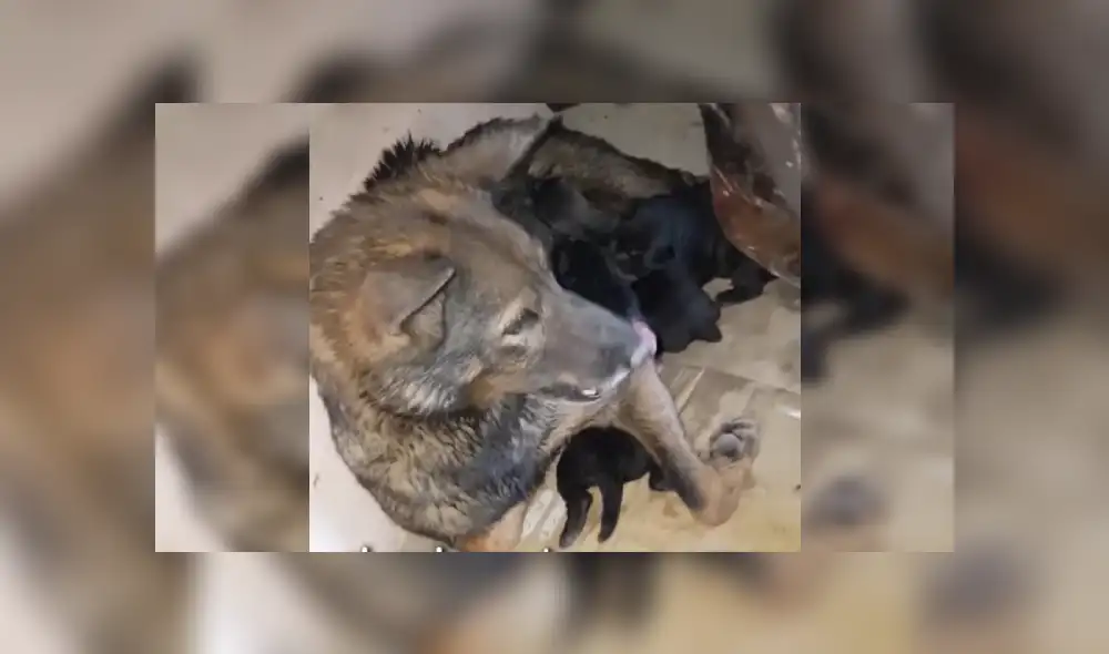 Desliza las imágenes hacia la izquierda para apreciar la valiente acción de una perrita para rescatar a su cría. Foto: Captura.