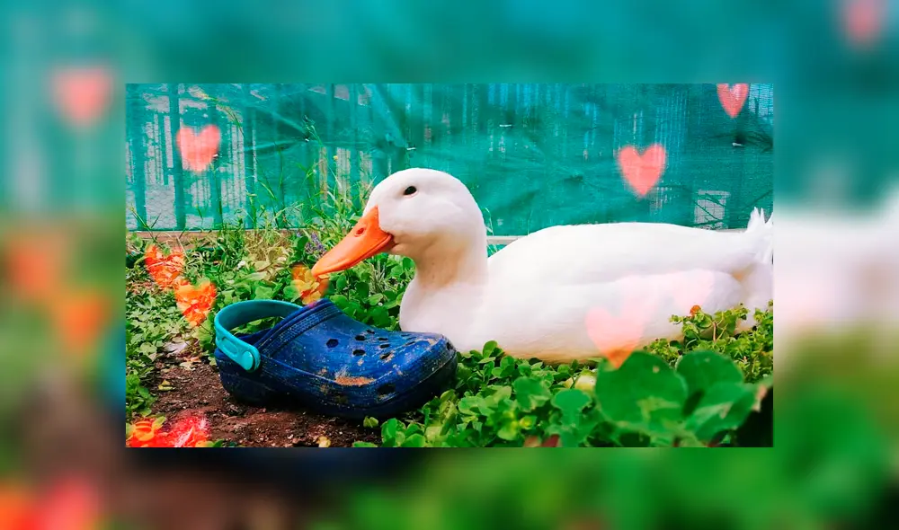 Desliza para ver el cambio de este pato que se volvió 'famoso' en Facebook. Foto: Captura. Desliza para ver el cambio de este pato que se volvió 'famoso' en Facebook. Foto: Captura.