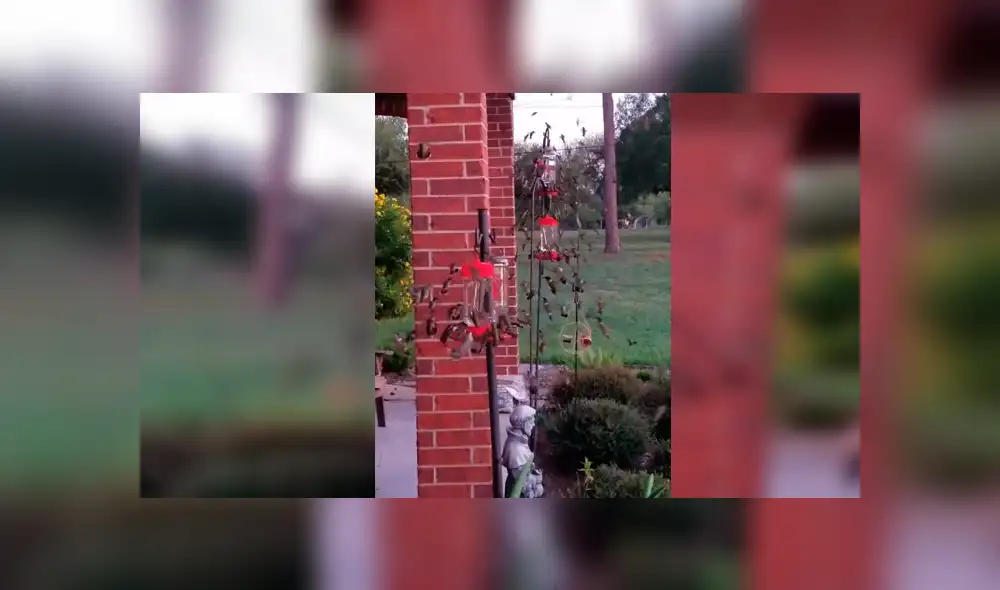 Facebook viral: creyó toparse con un enjambre de abejas, se asoma y descubre un increíble espectáculo