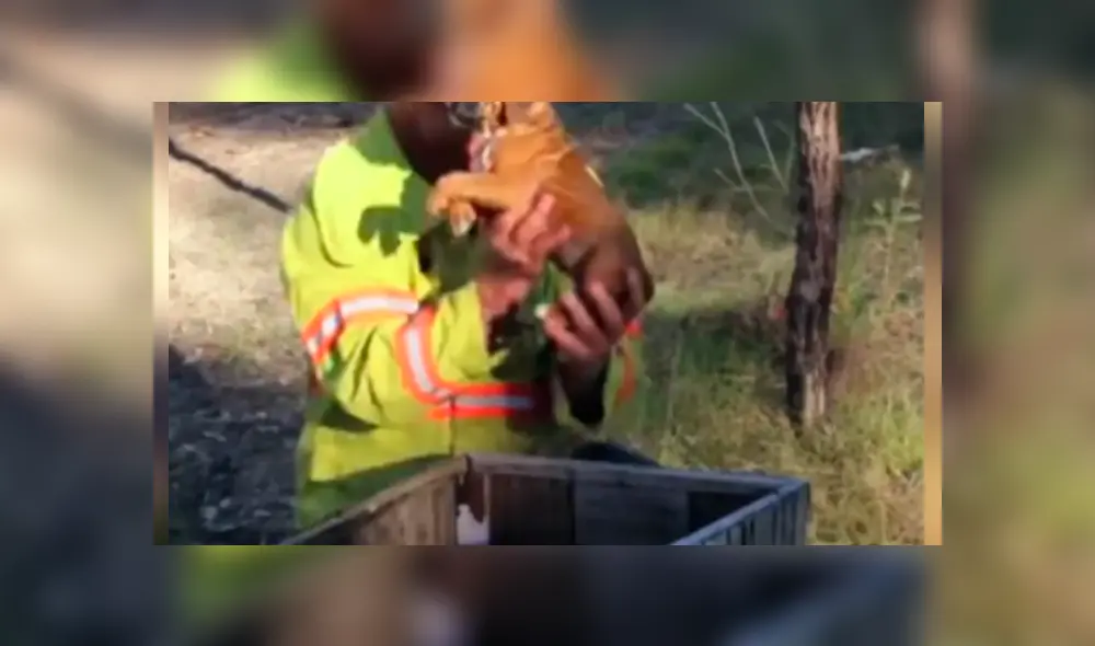 Bombero recata una caja del incendio y descubre que en el interior estaba una adorable criatura se es viral en Facebook. Bombero recata una caja del incendio y descubre que en el interior estaba una adorable criatura se es viral en Facebook.