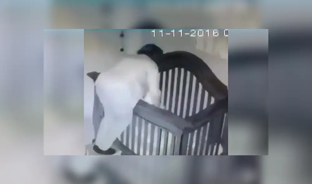 Youtube viral: Abuela intenta colocar a su nieto en la cuna y sufre terrible accidente [VIDEO]