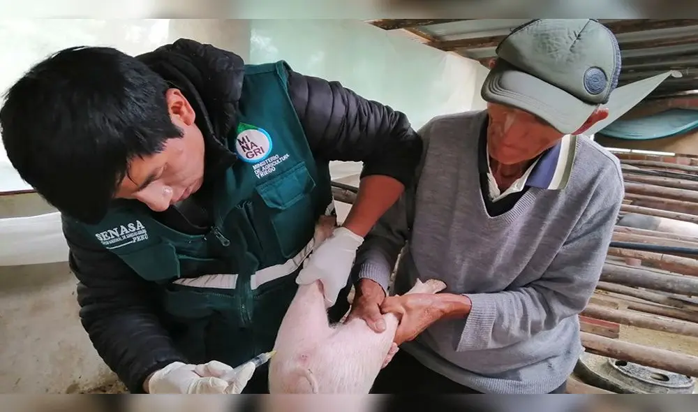 En Cusco, 25 mil cerdos fueron vacunados contra peste porcina En Cusco, 25 mil cerdos fueron vacunados contra peste porcina