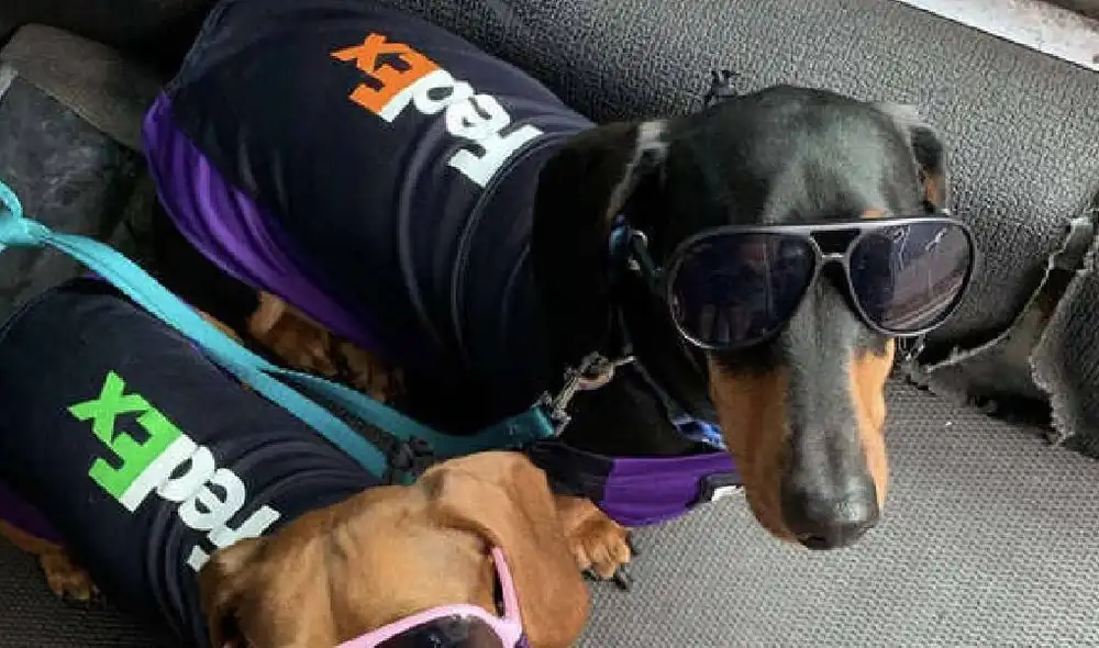 Chorizo y Cocoa se han convertido en repartidores oficiales de FedEx. Foto: Instagram @chorizo_cocoa