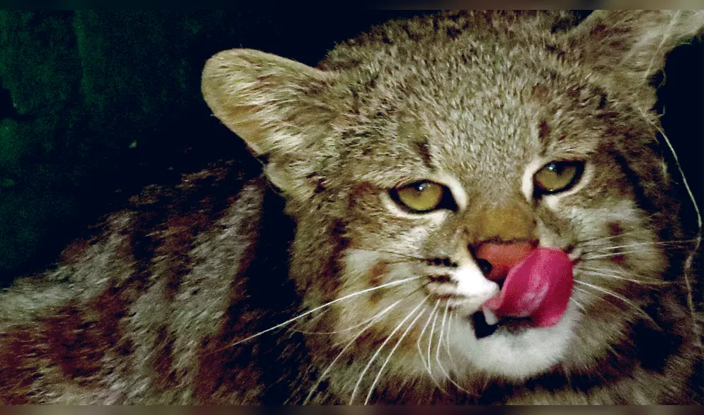 En defensa del titi o gato andino: campaña de conservación en Puno [Video]