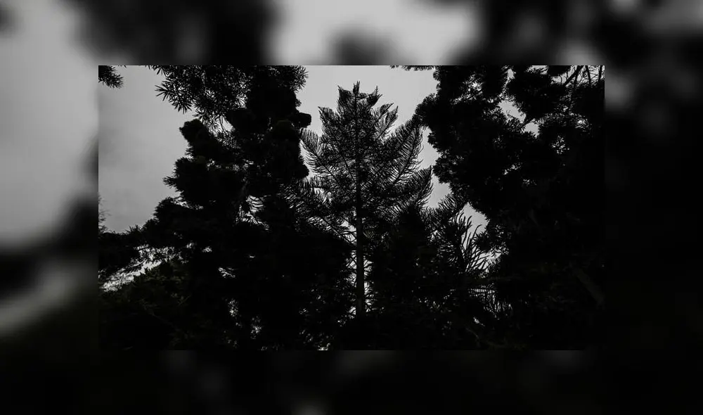 En el marco del Día del árbol, el Parque de las Leyendas invita a venir al Parque de las Leyendas. Créditos: Jorge Cerdán / La República. En el marco del Día del árbol, el Parque de las Leyendas invita a venir al Parque de las Leyendas. Créditos: Jorge Cerdán / La República.