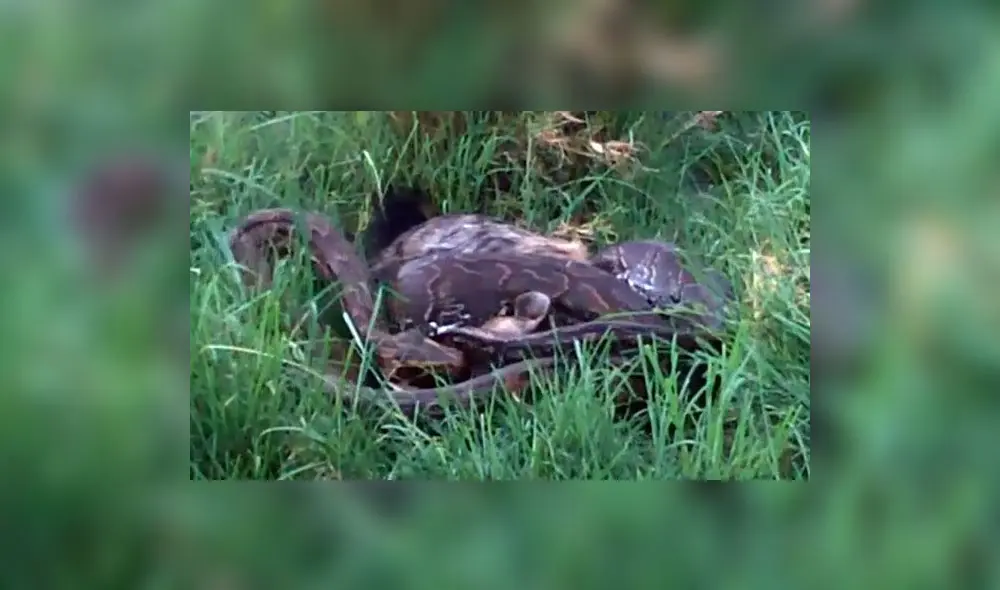 YouTube: graban por primera vez a una pitón devorando a una enorme hiena | VIDEO