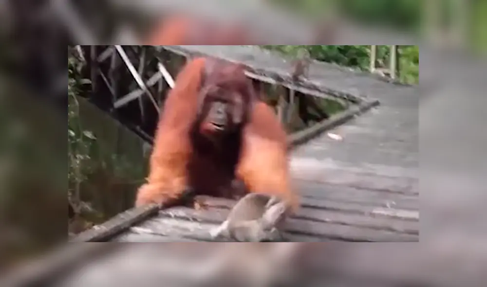 Un turista grabó en un video viral de Facebook el instante en que un mono bebé es duramente castigado por un furioso orangután, tras ser víctima del robo de su plátano.