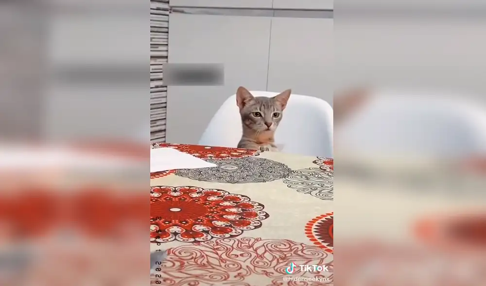 viral - tiktok - animales viral - tiktok - animales