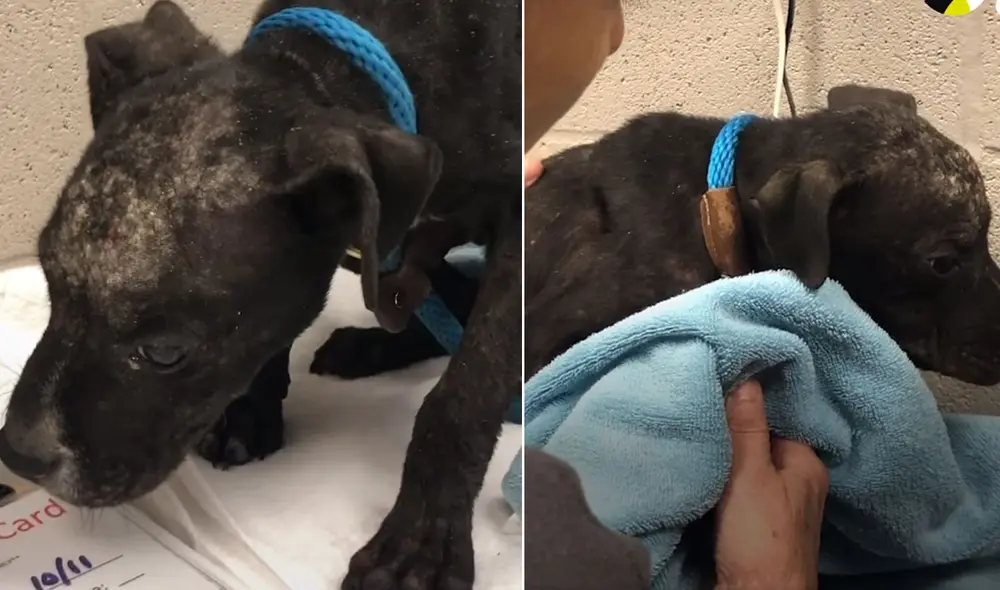 Cuando apenas fue rescatado el pequeño can no paraba de temblar cada vez que se le acercaban. Foto: El Dodo / Facebook