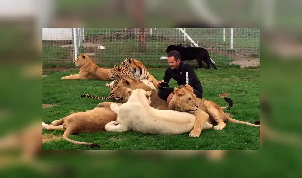 YouTube viral: ingresa a jaula de felinos solo para sorprender a sus seguidores con un gran 'selfie' [VIDEO]