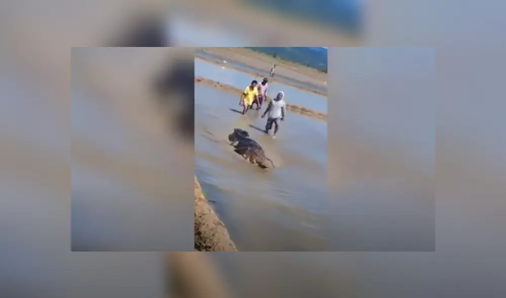 Desliza hacia la izquierda para ver las imágenes del viral de Facebook. Foto: Captura. Desliza hacia la izquierda para ver las imágenes del viral de Facebook. Foto: Captura.