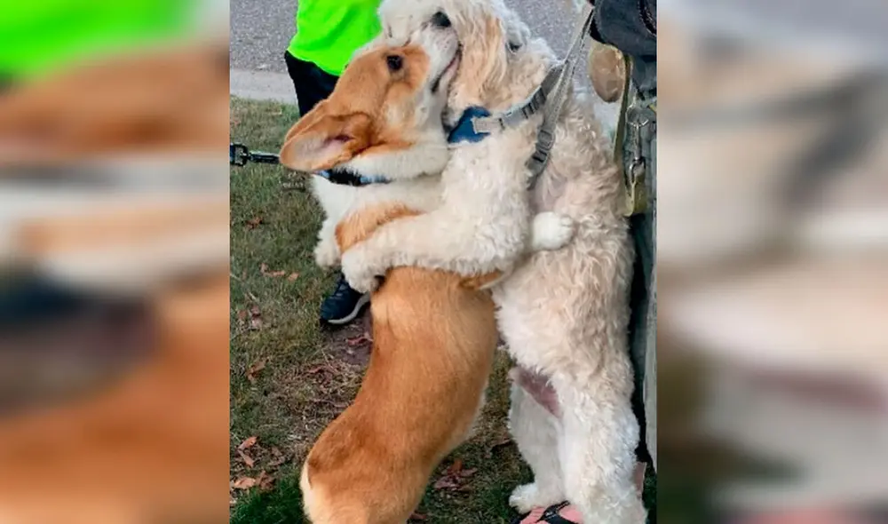Desliza las imágenes para apreciar la emotiva acción de un perro corgi cuando se encuentra con otros animales. Foto: Instagram Desliza las imágenes para apreciar la emotiva acción de un perro corgi cuando se encuentra con otros animales. Foto: Instagram