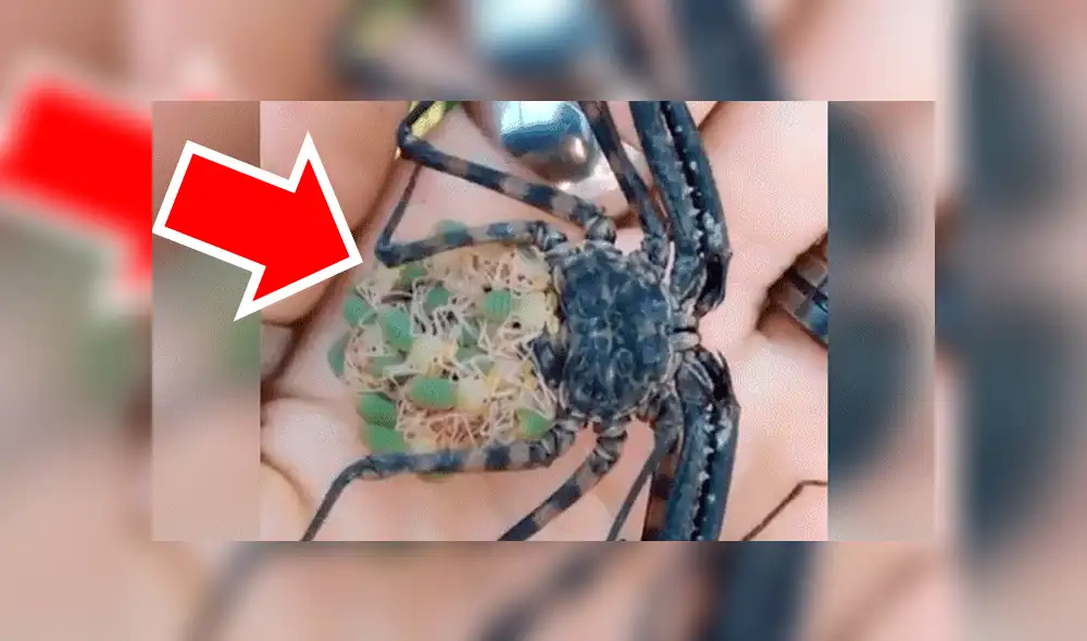 Facebook viral: graban a enorme tarántula llevando a sus cientos de crías a su nido [VIDEO]