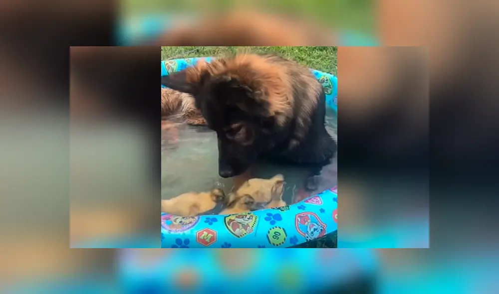 Desliza las imágenes hacia la izquierda para apreciar la reacción de un perro al tener cerca unas pequeñas aves.