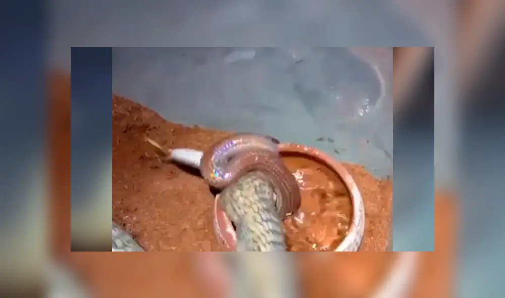 Graban el momento exacto en que dos serpientes tienen brutal enfrentamiento. Graban el momento exacto en que dos serpientes tienen brutal enfrentamiento.