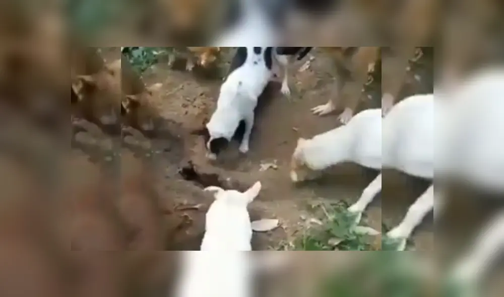 Desliza hacia la izquierda para ver más del video viral Desliza hacia la izquierda para ver más del video viral